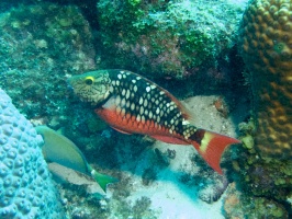 Stoplight Parrotfish IMG 7144